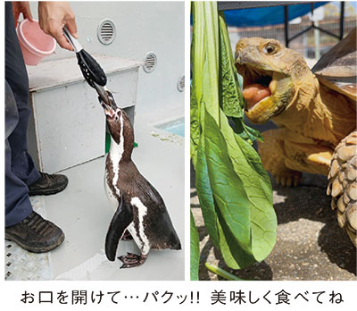 お城の動物園だより60 〜 エサやり体験イベント | ニュース和歌山