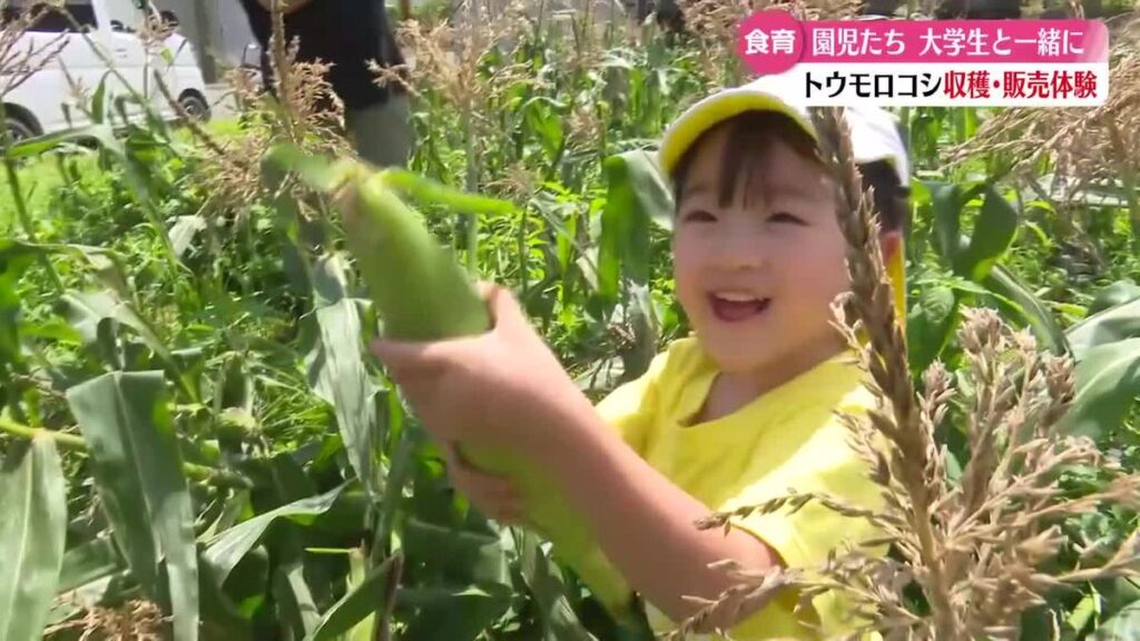 園児がトウモロコシ収穫・販売体験【高知】(2026年6月10日掲載)|RKC NEWS NNN 共有