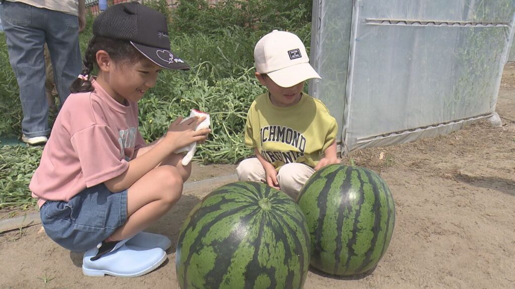 県内有数のすいかの産地・新潟市西区で子どもたちが大玉すいかの収穫に挑戦《新潟》 (2026年6月20日掲載)|TeNY NEWS NNN 共有