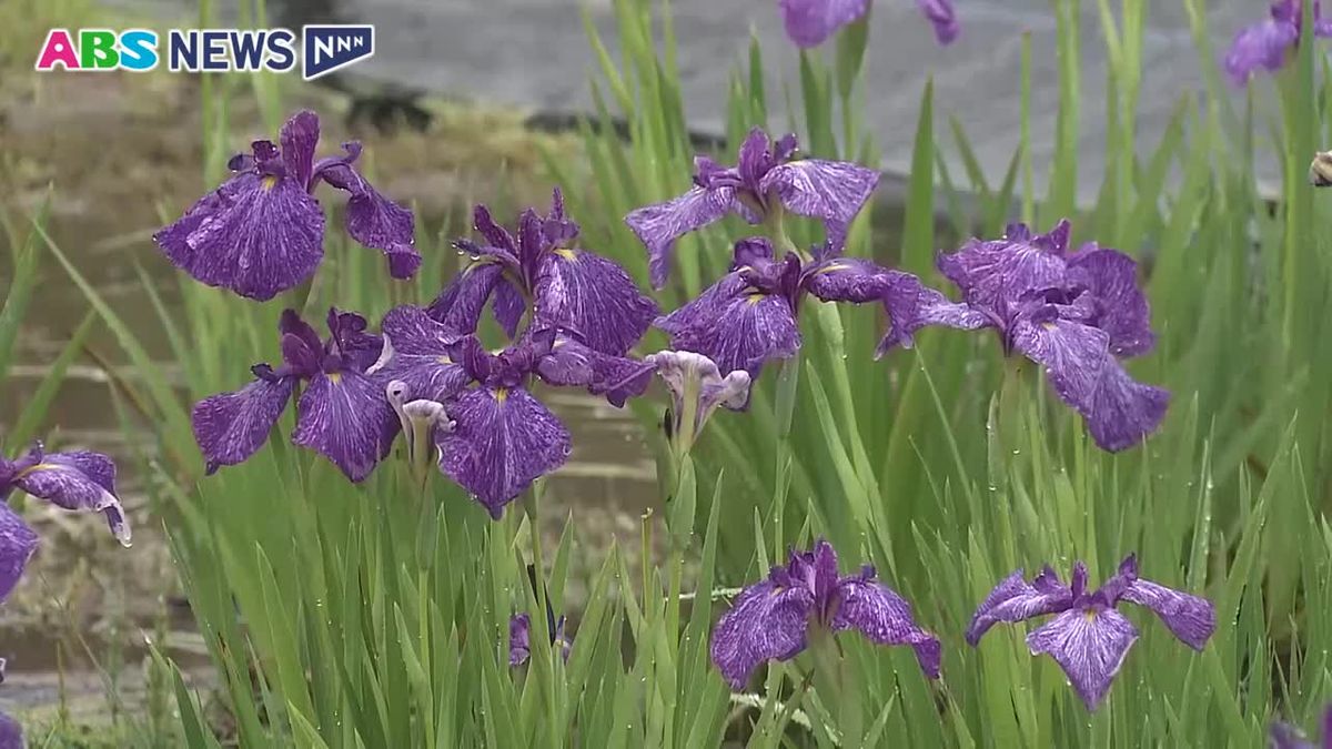 秋田市の公園でハナショウブが見ごろ 雨に濡れつややかに園内を彩る