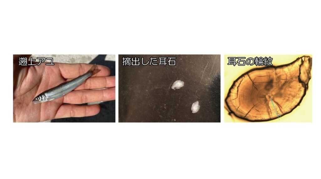 温暖化によるアユ生態の南方化 ~ 海水温の上昇が海洋生活を短縮、長良川の長期データで解明【長野大学・岐阜大学・岐阜県】 | 公立大学法人 長野大学 公立大学法人 長野大学