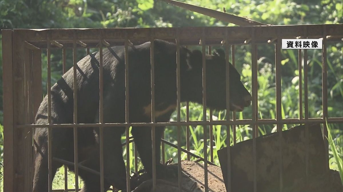 クマ出没特別警報の創設検討 山形県が市町村アンケート踏まえ運用と時期議論 被害続発で対策強化へ