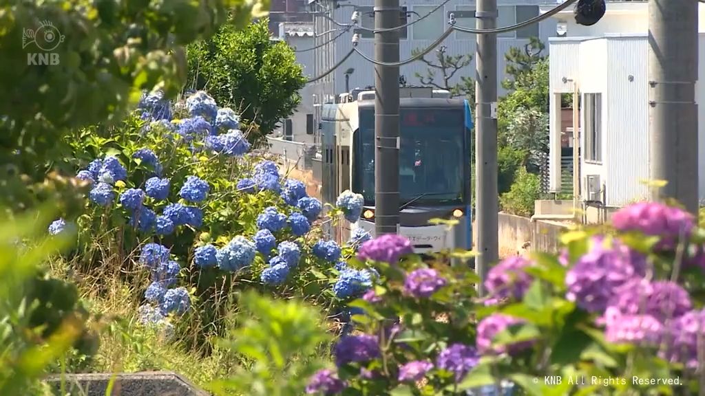 朝から青空広がる富山県内 すでに真夏日のところも 富山港線沿いにアジサイ映える