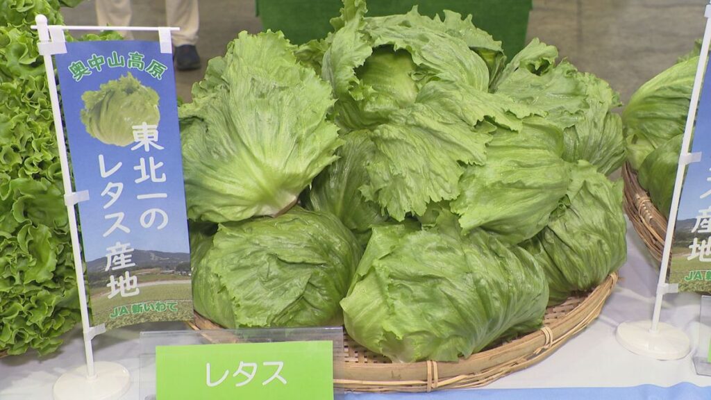 「奥中山高原レタス」出荷最盛期 一戸町長などがトップセールス 岩手県(2026年6月9日掲載)|TVI NEWS NNN 共有