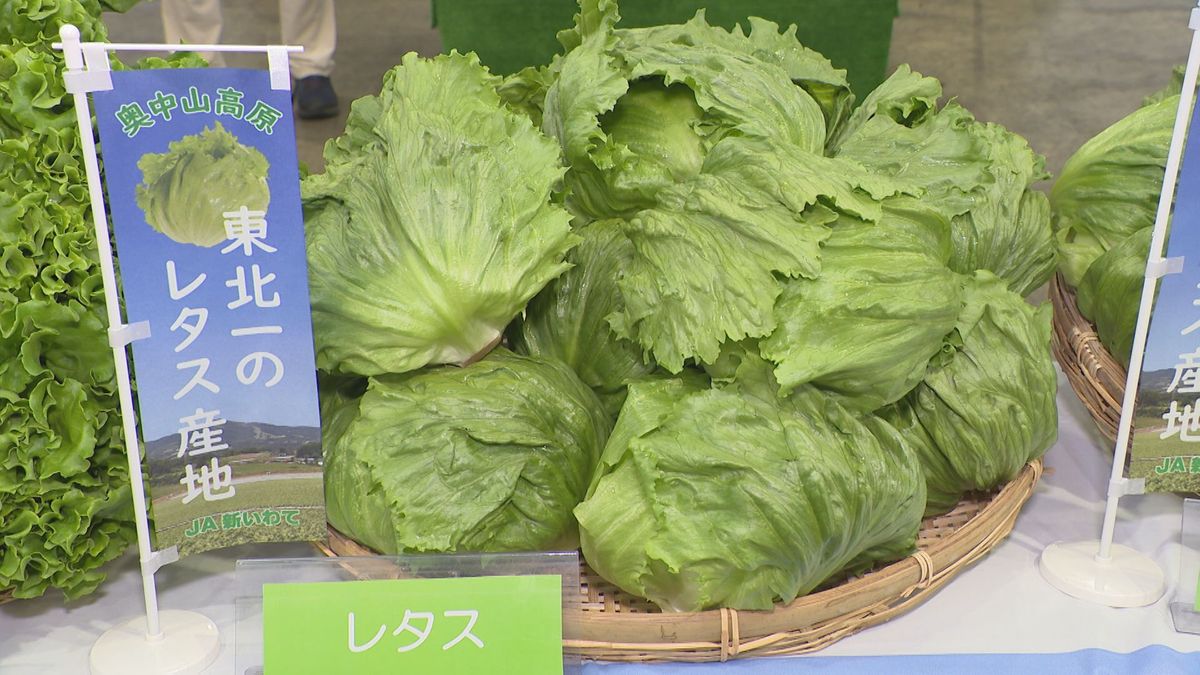 「奥中山高原レタス」出荷最盛期 一戸町長などがトップセールス 岩手県