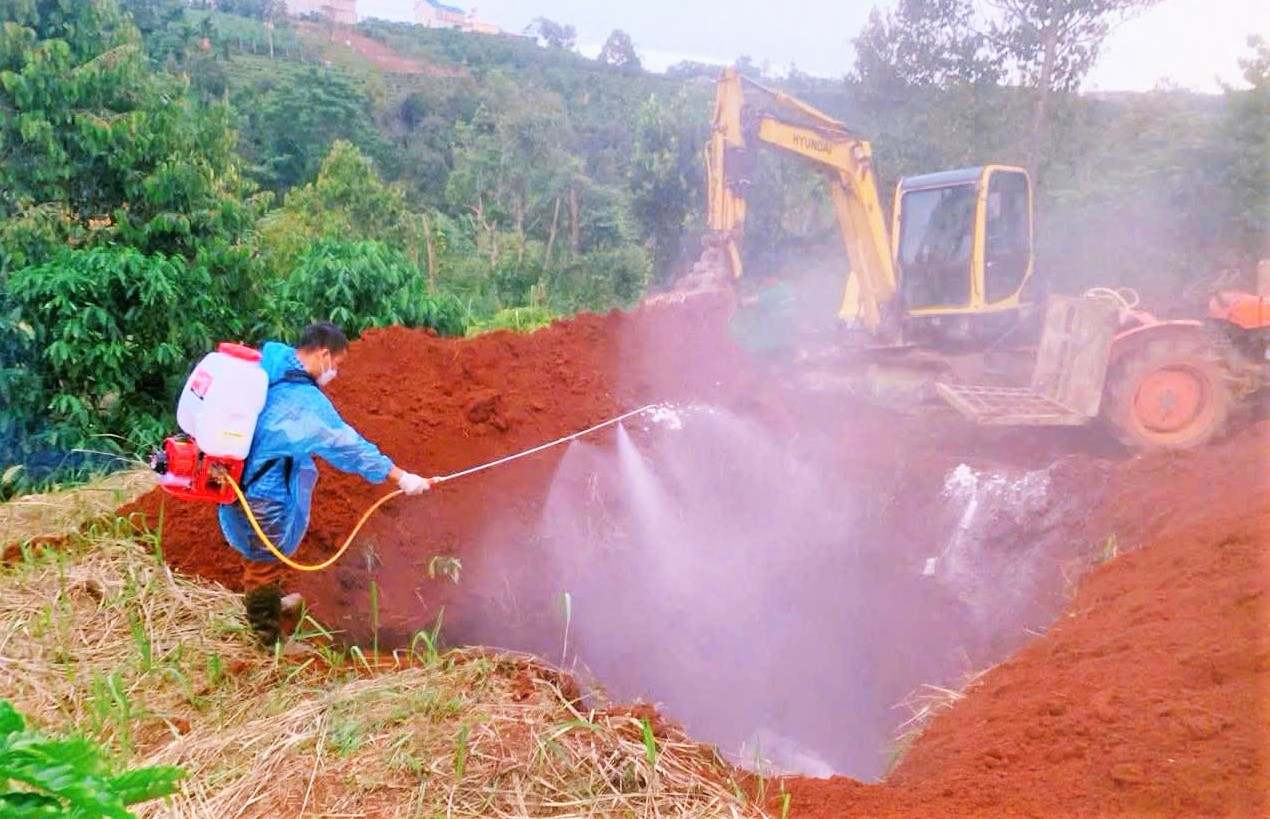 Phun hóa chất khử trung khu vực tiêu hủy đàn lợn nhiễm bệnh để chống lây lan. Ảnh: Hải Đường 