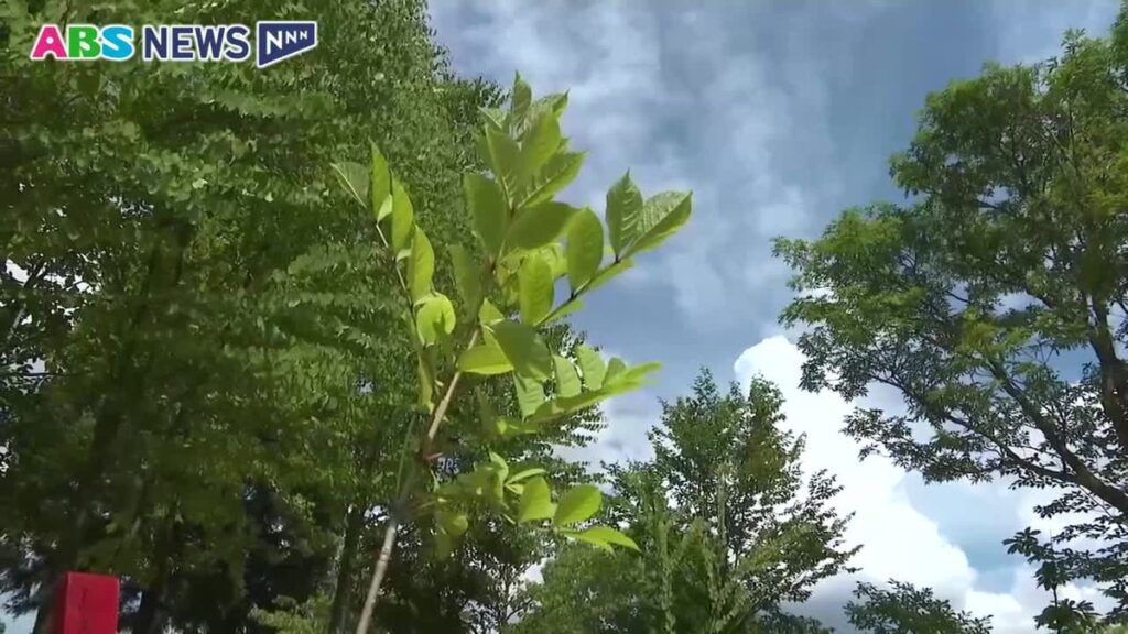 ヤチダモの植樹 全国育樹祭への機運高める 秋田(2026年6月20日掲載)|ABS NEWS NNN 共有