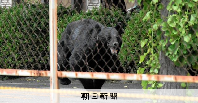 クマ狩猟、東京都が20年ぶり解禁検討　都内でも人的被害や目撃情報 [東京都] [相次ぐクマ被害]：朝日新聞