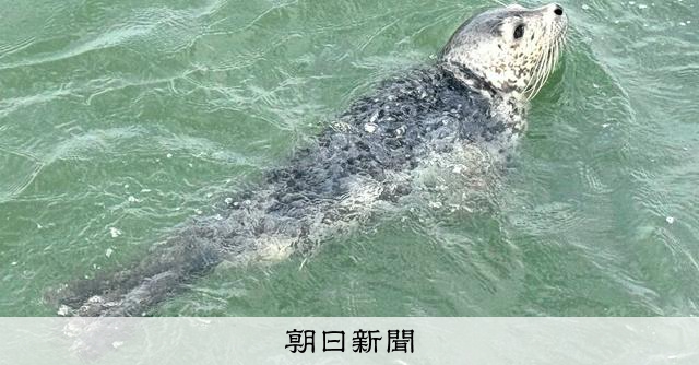 有明海にアザラシ、漁師驚き「マジかよ」冷たい海から南下してきたか [佐賀県]：朝日新聞