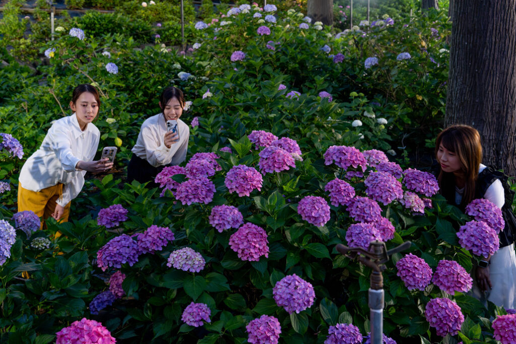 6月13日〜28日の土日、「三室戸寺」のあじさい園がライトアップ!毎年人気の紫陽花スポットへ行ってきました!【京都府宇治市】 – ALCO 宇治・城陽 山城地域の情報サイト 三室戸寺さんのあじさい園ライトアップの画像
