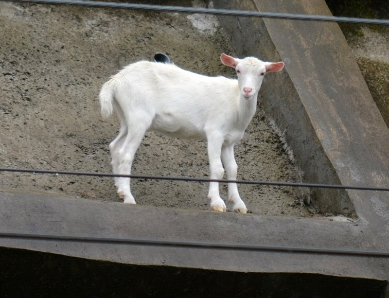 【速報】崖の上のヤギ「ポニョ」死ぬ 佐倉草ぶえの丘 3月下旬から療養 | 千葉日報オンライン 【速報】崖の上のヤギ「ポニョ」死ぬ 佐倉草ぶえの丘 3月下旬から療養 | 千葉日報オンライン