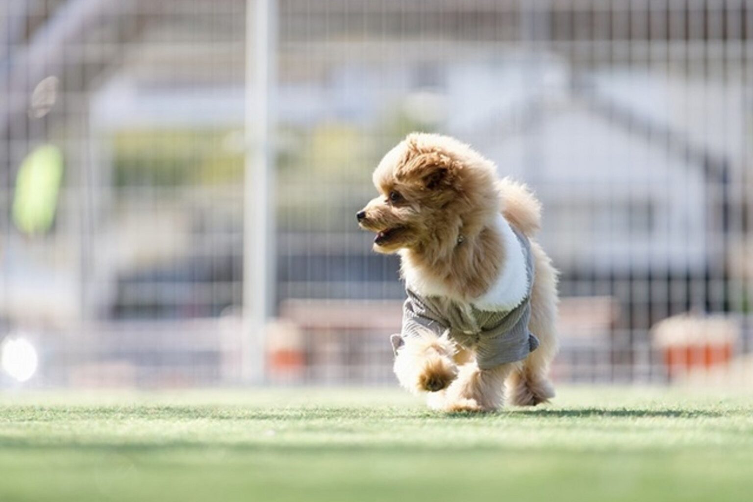 静岡・西伊豆の愛犬宿×土肥金山コラボキャンペーン実施 ドッグラン利用料が半額に|2026年9月30日まで | 株式会社リロバケーションズ Facebook