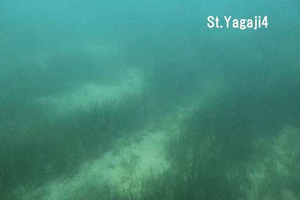 屋我地にジュゴン食み跡 県調査 八重山にふん 生息裏付け 沖縄