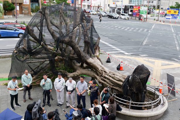 倒木ガジュマル再生へ 沖縄市・胡屋十字路、台風6号被害 移植、回復後また現地に