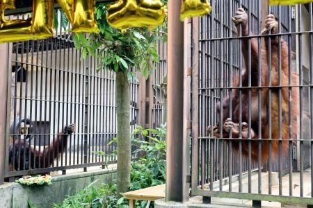 絶滅危機のオランウータンを披露 2頭そろって初、愛媛県の動物園