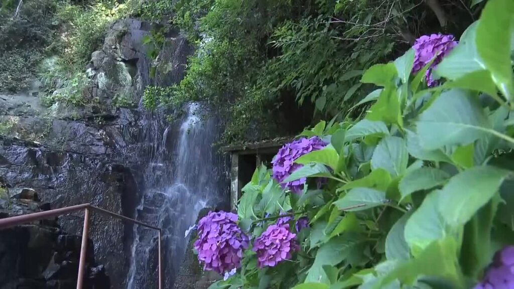 《滝とアジサイのコラボ》高知県安田町の不動の滝でアジサイ見ごろ【高知】(2026年6月12日掲載)|RKC NEWS NNN 共有