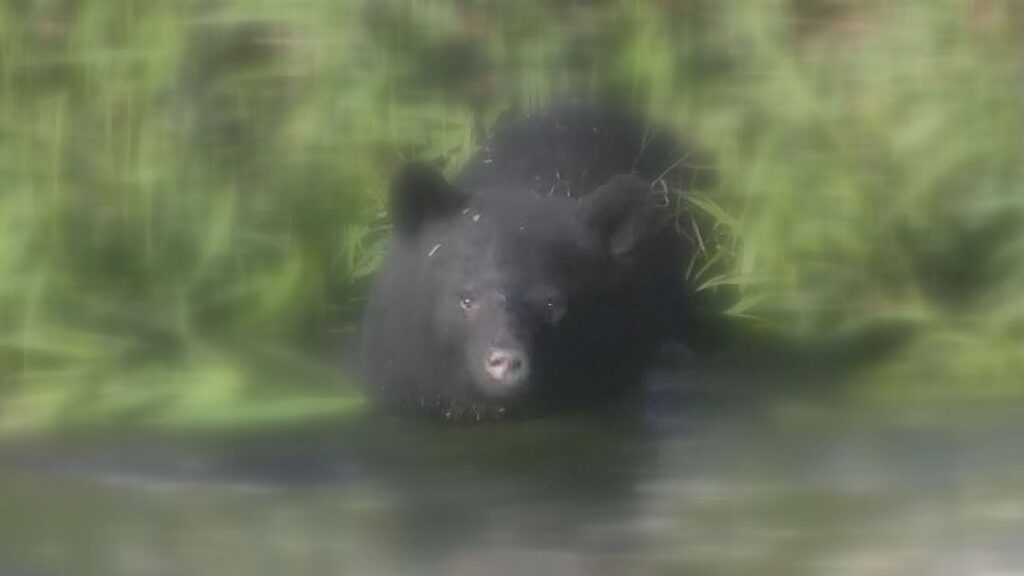 【岩手県】ツキノワグマ捕獲頭数の上限見直しへ 推計生息頭数5200頭に増加(2026年6月12日掲載)|TVI NEWS NNN 共有