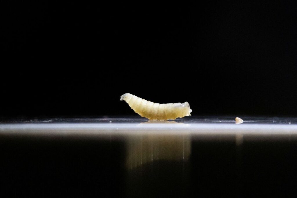 生肉食べる寄生バエの幼虫、米テキサス州の子牛から確認 食料生産に重大脅威か(1/2) - CNN