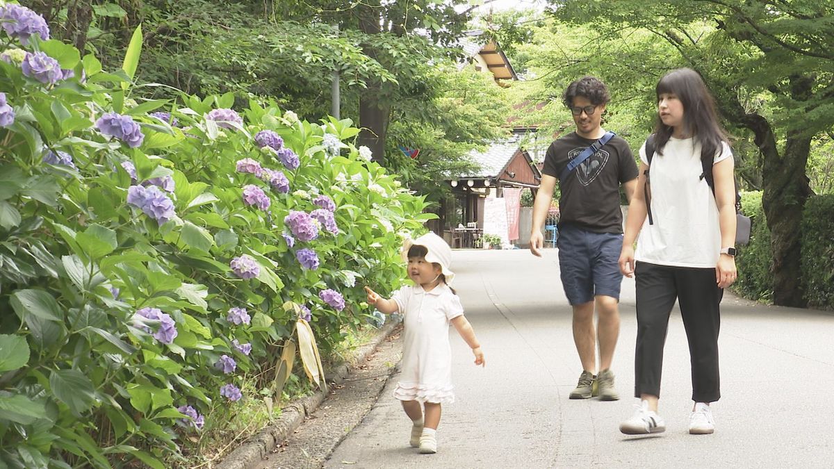 梅雨入りはまだですが…　1万1000株のアジサイの花が見ごろ　福井市・足羽山　