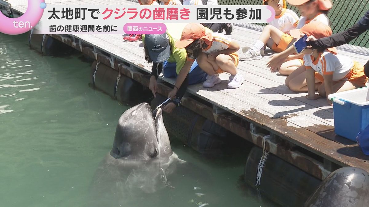 「歯は小さかったけど磨くのが楽しかった」地元園児がクジラの歯磨き 和歌山・太地町立くじらの博物館