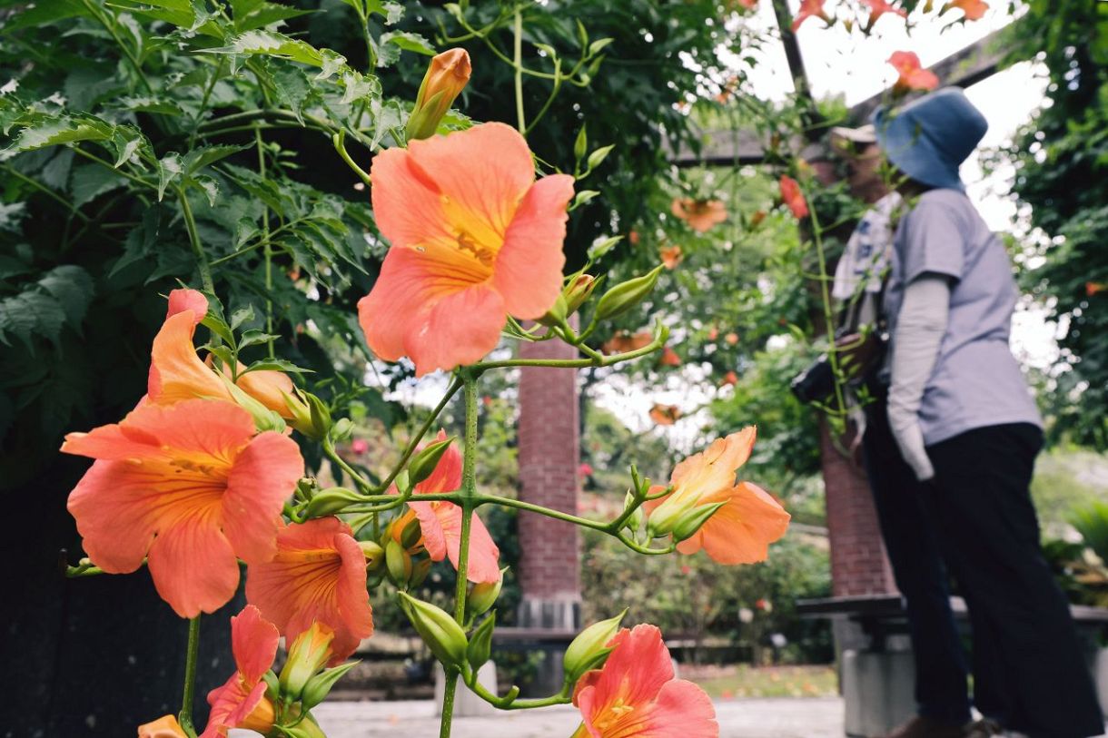 鮮やかなオレンジの花を咲かせたノウゼンカズラ＝２１日午前１０時１５分、半田山植物園（今中雄樹撮影）