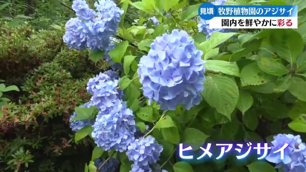 《80種が次々と》高知市の牧野植物園でアジサイ見ごろ【高知】(2026年6月9日掲載)|RKC NEWS NNN 共有