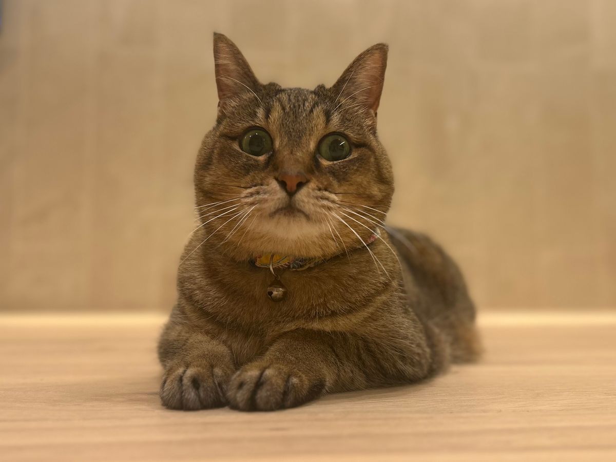 保護猫の譲渡制度を緩和　新潟市が10歳以上のシニア保護猫と75歳までの高齢者をマッチングする「シニア for シニア」開始