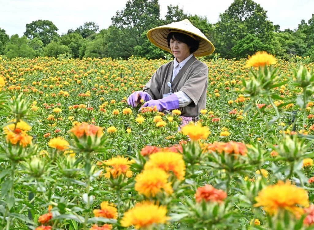【動画】梅雨の晴れ間に、色鮮やかなベニバナ見頃 佐賀県 吉野ケ里歴史公園 | まちの話題 | 佐賀県のニュース 【動画】梅雨の晴れ間に、色鮮やかなベニバナ見頃 佐賀県 吉野ケ里歴史公園 | まちの話題 | 佐賀県のニュース