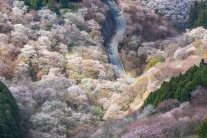 奈良・吉野山のサクラ