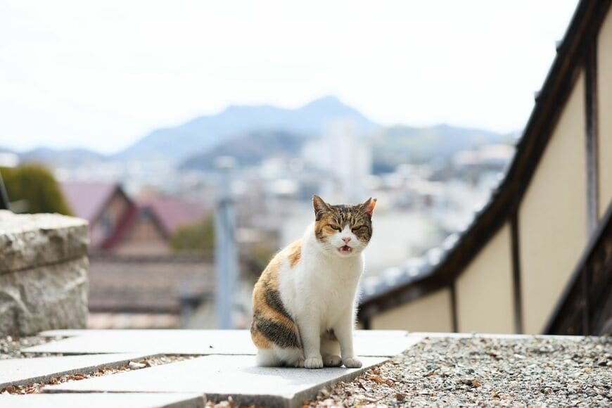 【優しさの街】広島県の果物店で寝転がる猫 まったりくつろぐ様子に「こんな景色に出くわしたい」