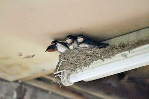 杉田さん宅1階の屋内で、すくすくと育った4羽のひな鳥