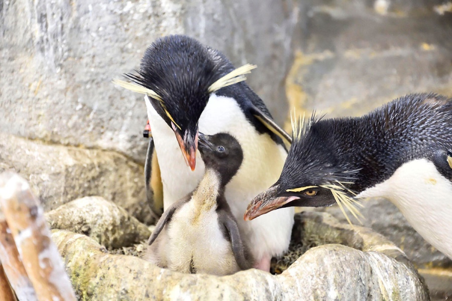 ミナミイワトビペンギンの親子（6月8日撮影／海遊館提供）