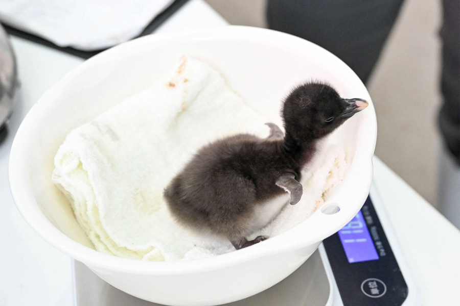 誕生直後のミナミイワトビペンギンの赤ちゃん（5月31日撮影／海遊館提供）