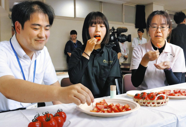 ミディトマトの新品種に期待　福井県農業試験場 ブランド化目指す
