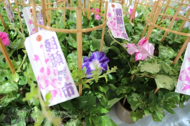 第30回人形のまち岩槻 朝顔市