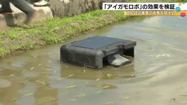 遠隔操作も可能…田んぼの雑草の生長を抑える『アイガモロボ』効果を検証する取り組み始まる 石川県白山市