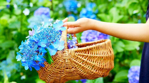 初夏の“映え”は群馬にありました。見て触れて食べて、五感全てで季節を満喫