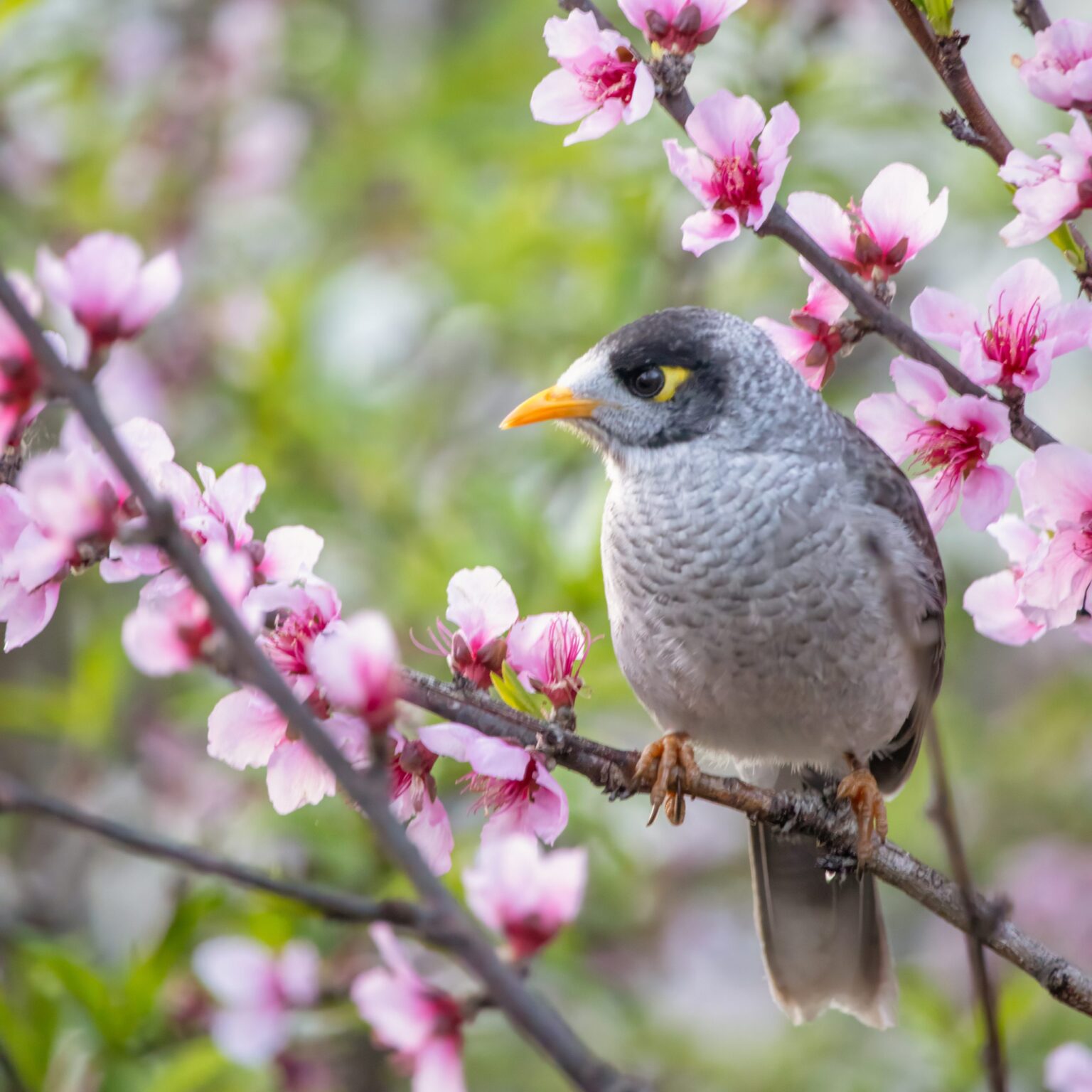 【身近な野鳥の不思議】クロガシラミツスイ（Noisy Miner）は、なぜ年中大きな鳥に喧嘩を売るのか？─ 鳥大国オーストラリアの野鳥めぐり② ノイジー･マイナー – トピックス | 日豪プレス