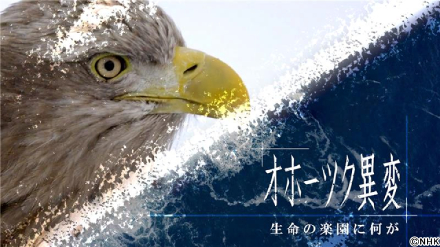 北海道道スペシャル「オホーツク異変～生命の楽園に何が～」再放送！　知床半島の今を見つめる