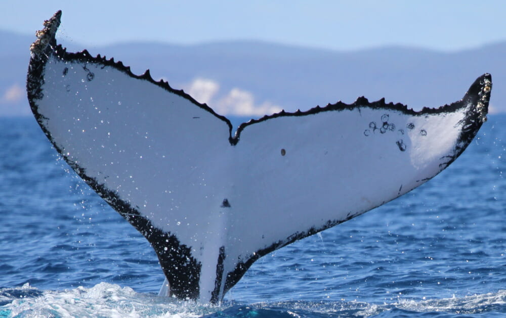 Two whales make record Australia-Brazil crossings | Study Focus Two whales make record Australia-Brazil crossings