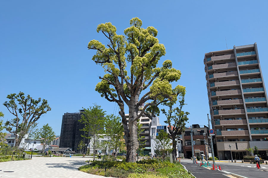 ジオタワー宝塚グランレジスにそびえ立つ樹齢100年のクスノキ（兵庫県宝塚市）