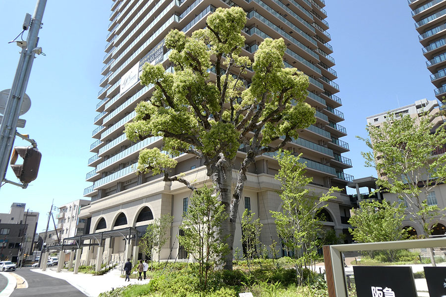 移植されたクスノキ（ジオタワー宝塚グランレジスにて）