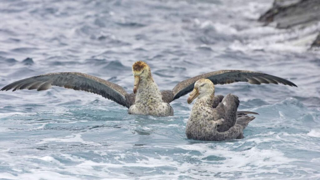 西オーストラリア州で確認の鳥インフルエンザ、感染拡大（オーストラリアワイド） | SBS Japanese
