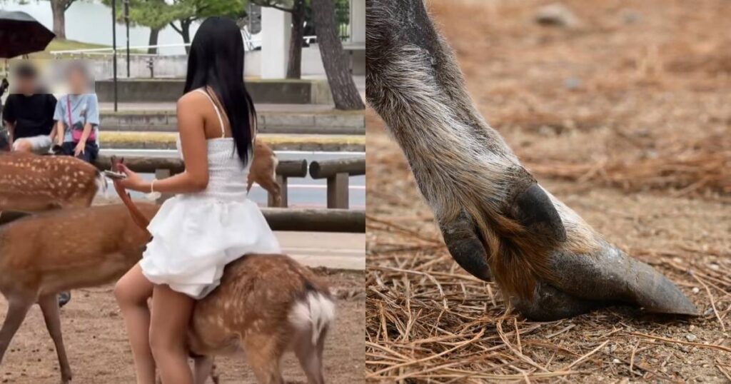 Woman slammed for ‘animal abuse’ after trying to sit on injured deer in Japan, Asia News Woman slammed for 'animal abuse' after trying to sit on injured deer in Japan, Asia News