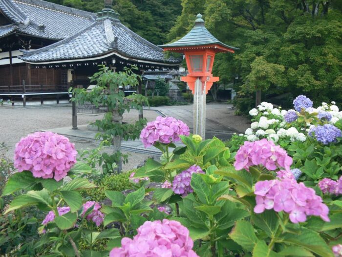 善峯寺あじさい
