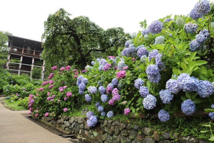善峯寺あじさい