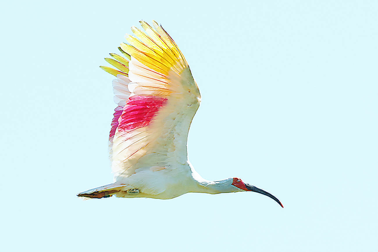 放鳥され空を飛ぶトキ=5月31日、石川県羽咋市
朝日新聞