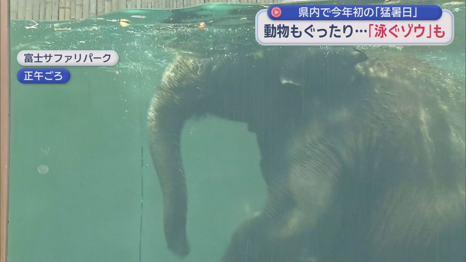 静岡県内で今年初めての猛暑日 浜松市佐久間は全国一の暑さに 熱中症の疑いで15人が搬送 富士サファリパークではゾウが泳いだ! – LOOK 静岡朝日テレビ 静岡県内で今年初めての猛暑日 浜松市佐久間は全国一の暑さに 熱中症の疑いで15人が搬送 富士サファリパークではゾウが泳いだ! - LOOK 静岡朝日テレビ