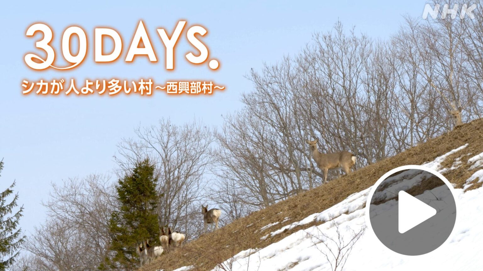 北海道道 30DAYS 西興部 シカが人より多い村　NHK ONE配信7月10日まで