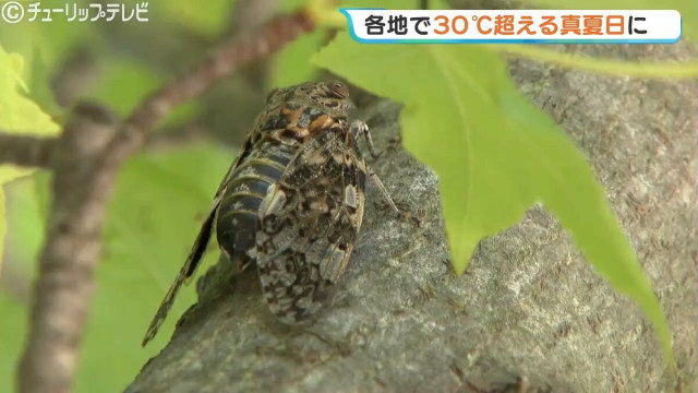 県内各地で真夏日に すでに予想最高気温を超えるところも 熱中症に注意 富山(チューリップテレビ)|dメニューニュース(NTTドコモ) 県内各地で真夏日に すでに予想最高気温を超えるところも 熱中症に注意 富山